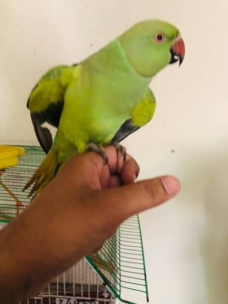 green parrot handtame with taking 0