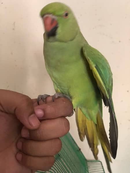 green parrot handtame with taking 2