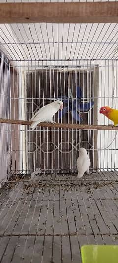 urgent sale love bird breeder pair