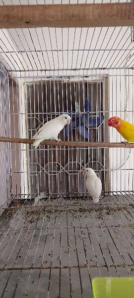 urgent sale love bird breeder pair 1