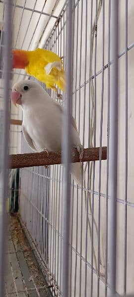 urgent sale love bird breeder pair 3