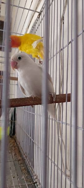 urgent sale love bird breeder pair 4