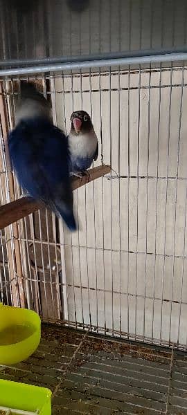 urgent sale love bird breeder pair 5