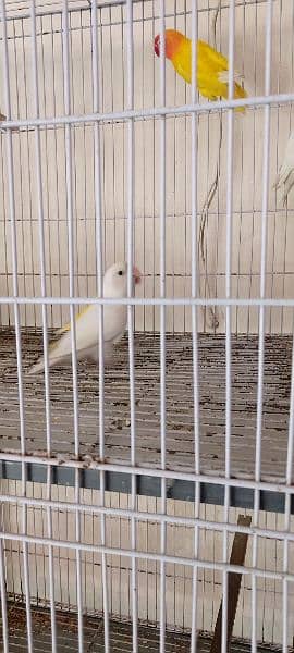 urgent sale love bird breeder pair 6