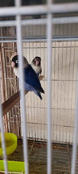 urgent sale love bird breeder pair 7