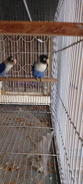 urgent sale love bird breeder pair 8