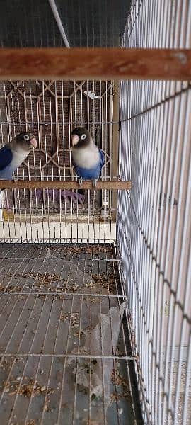 urgent sale love bird breeder pair 9