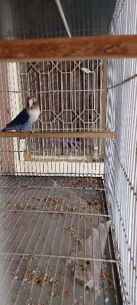 urgent sale love bird breeder pair 10