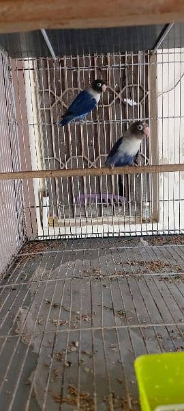 urgent sale love bird breeder pair 11