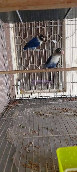 urgent sale love bird breeder pair 12