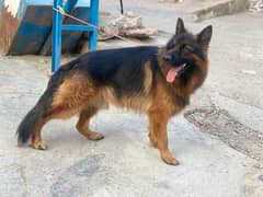 Black mask Leng coat German Shepherd male puppy