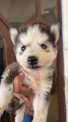 Siberian Husky puppy