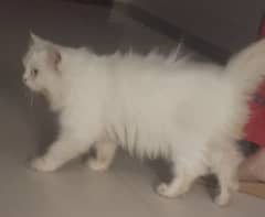 persian cat for sale