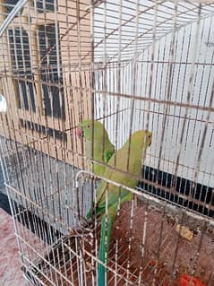 Green Parrots for sale