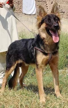 alsheision bhagyary male age 7 month sequrty dogs for sale