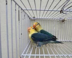 Love Birds for sale