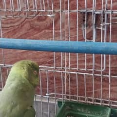 Mitho parrot for sale