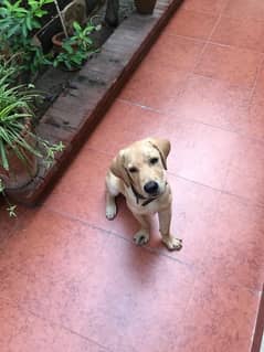 Golden Labrador Puppy