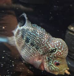 SRD flower horn male for sale 0