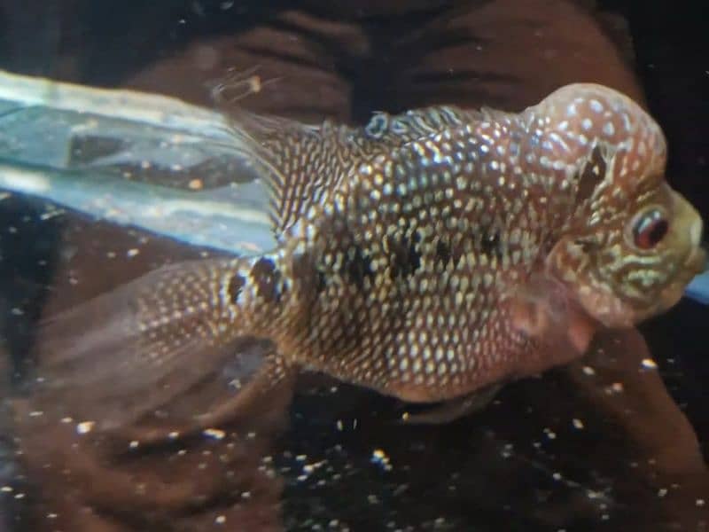 SRD flower horn male for sale 2