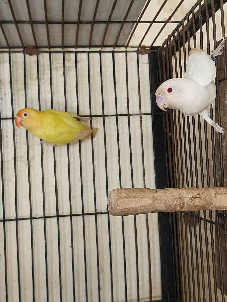 love birds and white jawa available 3