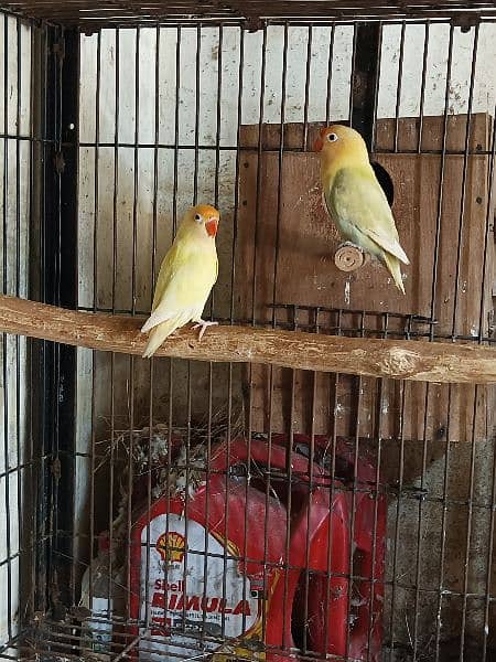 love birds and white jawa available 6