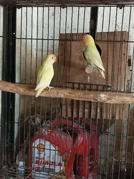 love birds and white jawa available 9