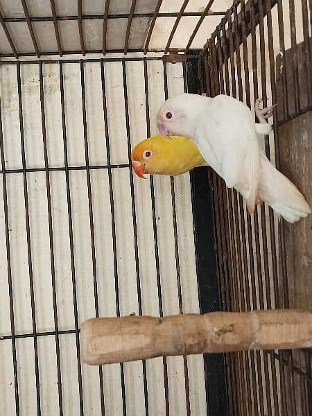 love birds and white jawa available 10