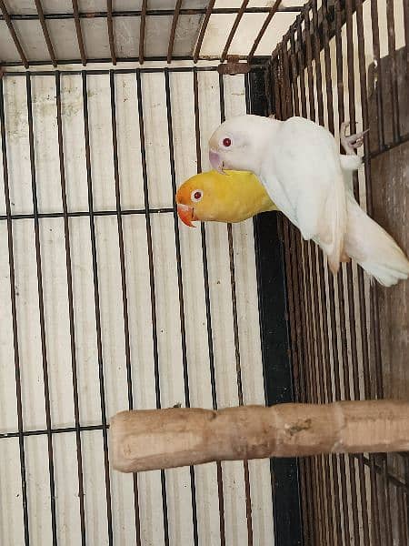 love birds and white jawa available 12