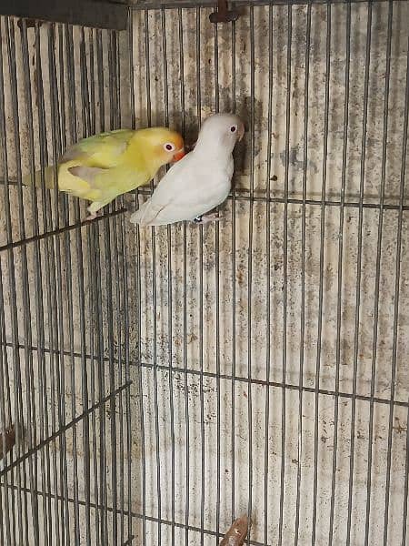 love birds and white jawa available 15