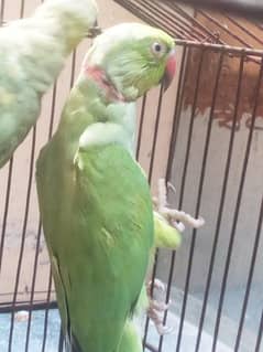 green parrot pair ready for breed