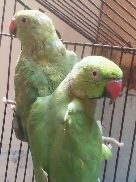 green parrot pair ready for breed 2