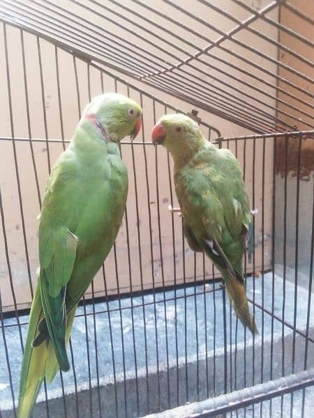 green parrot pair ready for breed 3