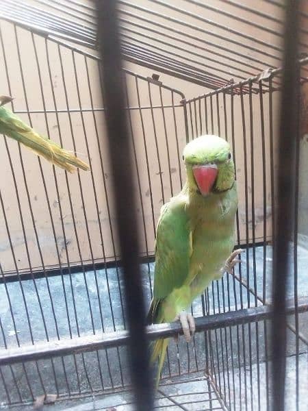 green parrot pair ready for breed 4