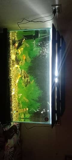 4*1 feet Aquarium & 1 Pair Parrot Fish For Sale