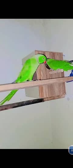 green brider pair