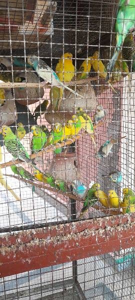 Budgies, healthy and breeder 6