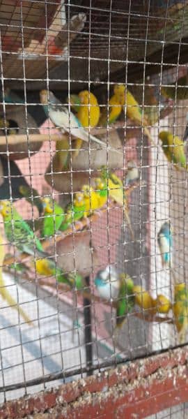 Budgies, healthy and breeder 7