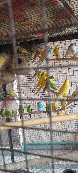 Budgies, healthy and breeder 8