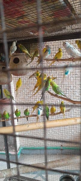 Budgies, healthy and breeder 9