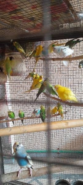 Budgies, healthy and breeder 10