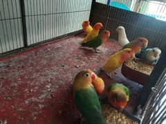 all kinds of birds for contact 03218251906 0