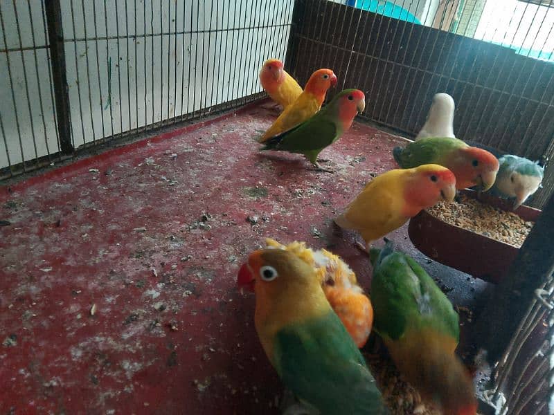 all kinds of birds for contact 03218251906 1