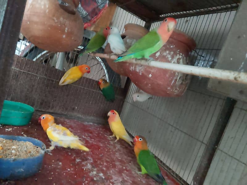 all kinds of birds for contact 03218251906 2