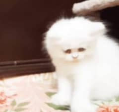 Persian kitten  Punch Face triple coated  3 females