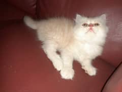 Persian kitten  Punch Face triple coated  3 females