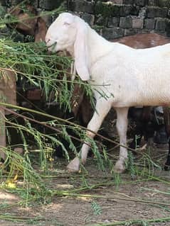 2 dant bakra for sale