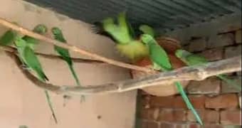 parrot pair | 03039116551  | breeder parrot pair |  love bird