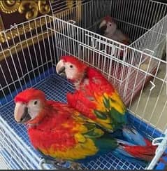 Red macaw parrot age 4 month for sale