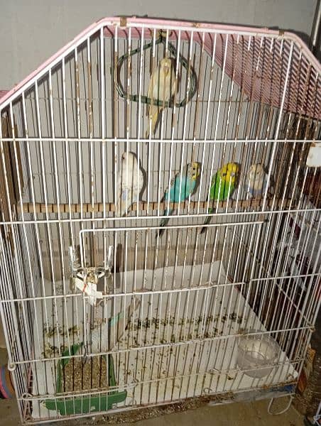 budgies 1